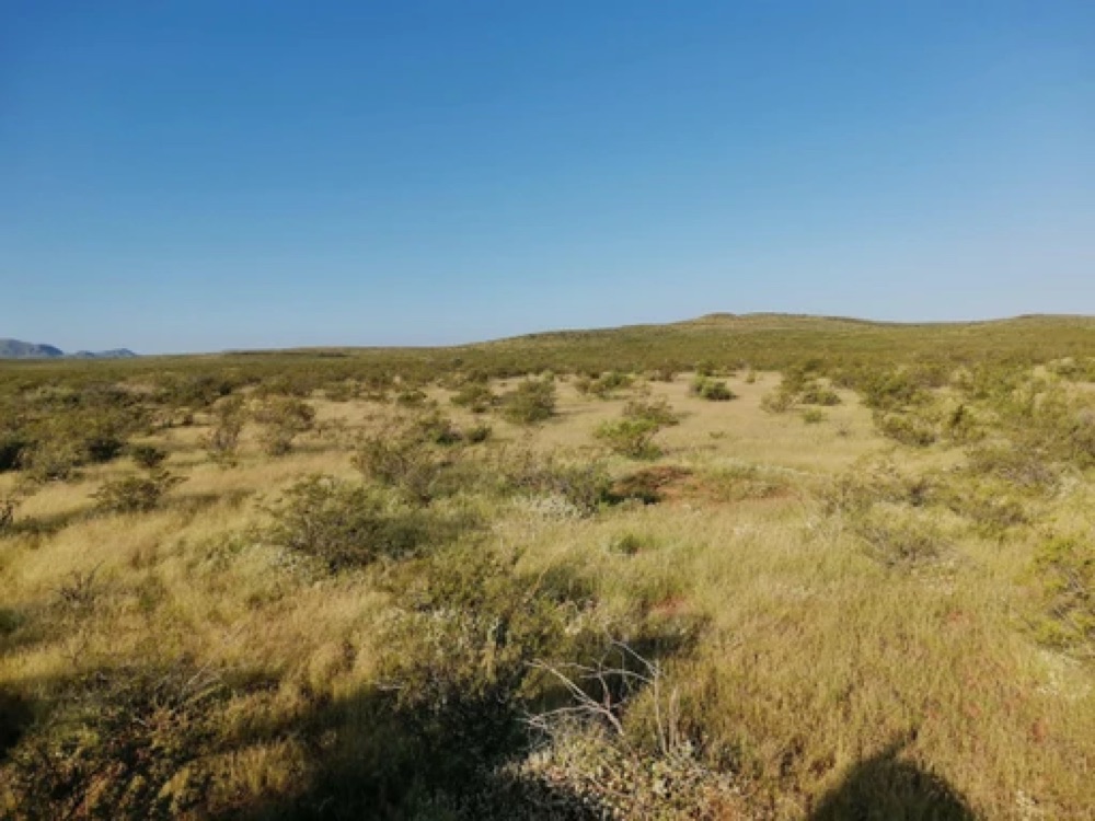 Pastizal árido de Chihuahua con montañas al fondo